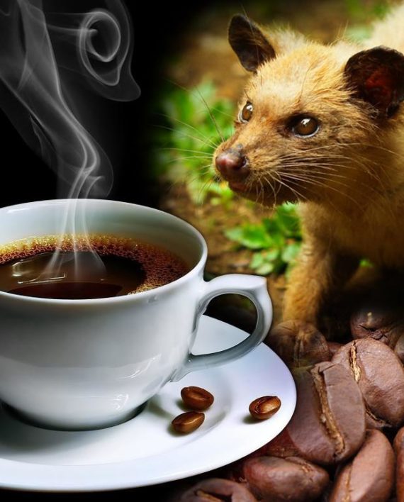 kopi luwak what makes the coffee the most expensive in the world